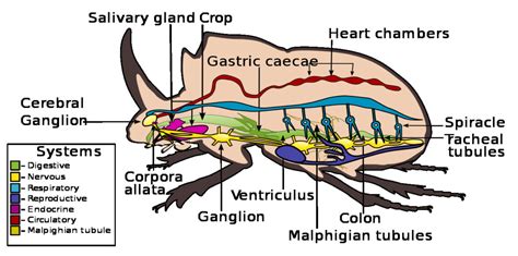 Beetle Brain Function