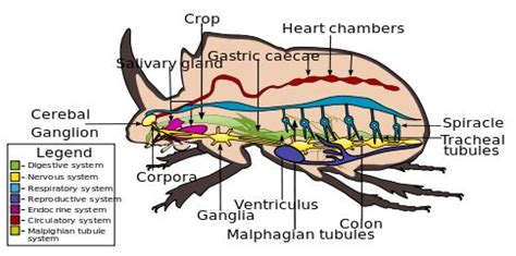 Beetle Brain Function