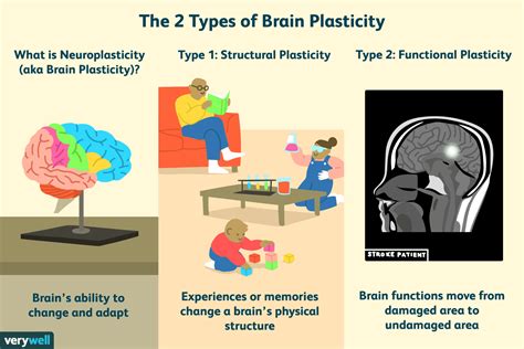 Beetle Brain Neuroplasticity