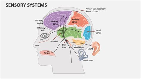 Beetle Brain Sensory Systems