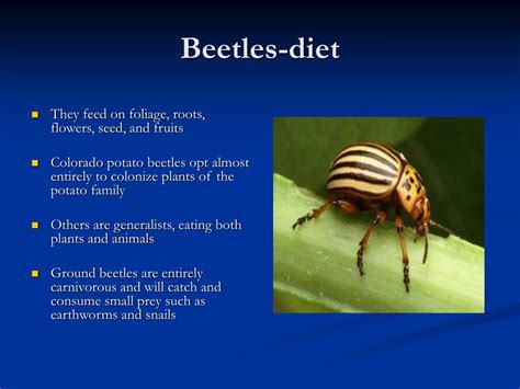 Beetle Diet