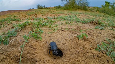 Beetle Habitat