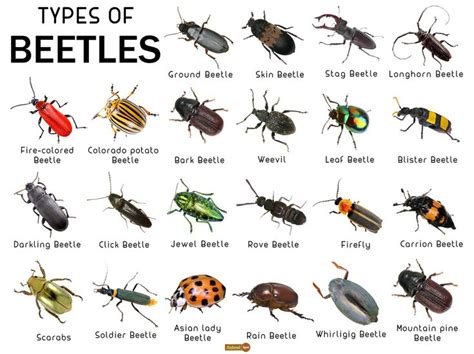 Beetle Identification Guide