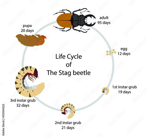 Beetle Life Cycle Analysis