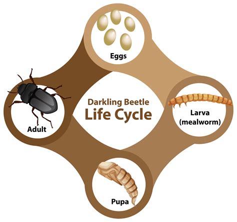 Behavior and Life Cycle of Beetles