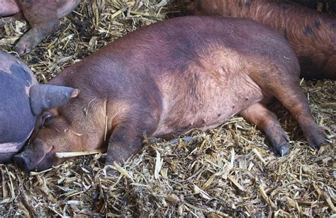 Benefits of Raising Red Duroc Pigs