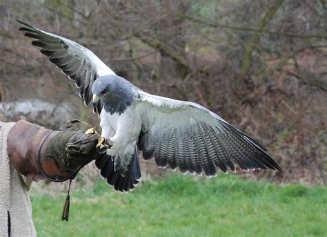 Klingon Bird of Prey in combat