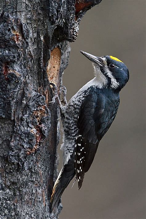 Black-backed Woodpecker Image