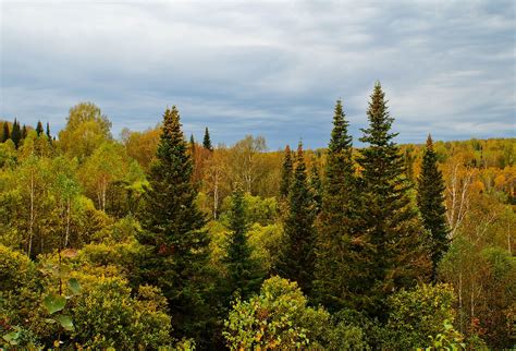 Boreal Forest Image