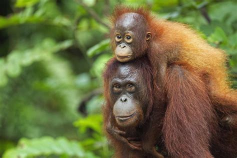 Bornean Orangutan swinging through the trees