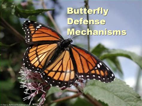 Butterfly Defense Mechanisms