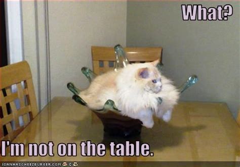 Example of Cat Table Meme