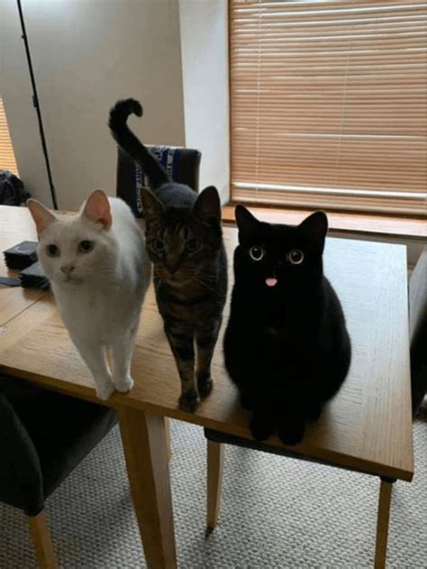 Pictures of Cat Table Meme