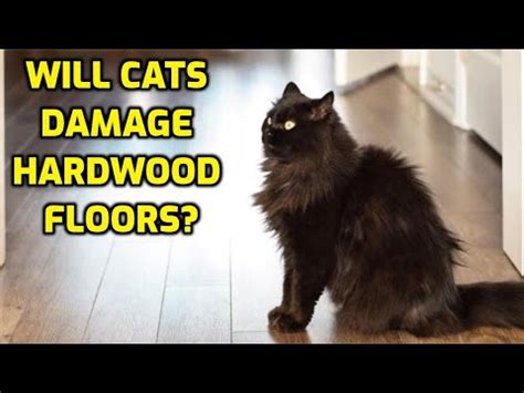 Understanding the causes of cat damage