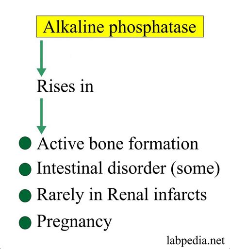 Causes of Elevated Alkaline Phosphatase