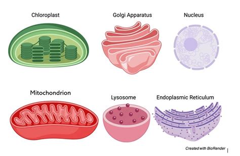 Cell Organelles Discovery