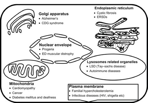 Cell Organelles Dysfunction