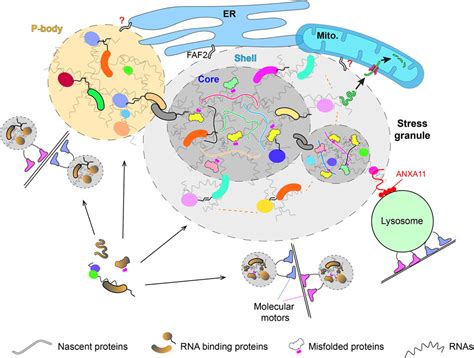 Cell Organelles Interactions