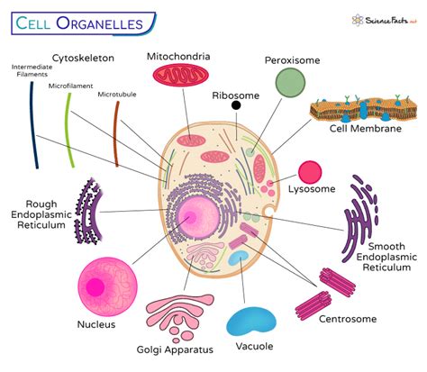 Cell Organelles and Disease