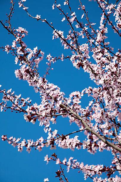 Cherry Blossoms