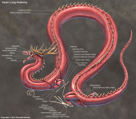 Anatomy of a Chinese Dragon