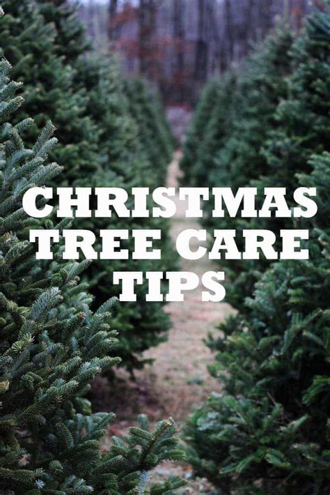 A person watering their Christmas tree in Los Angeles