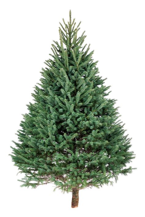 Christmas Tree Varieties