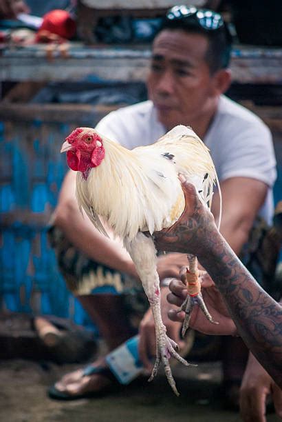 Cockfighting Tattoos Meaning