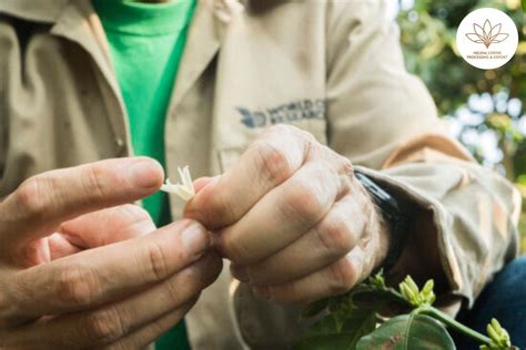 Collaborative breeding program