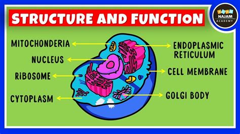 Common Formulas And Functions In Cell 1