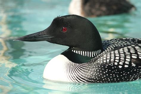 Common Loon Image