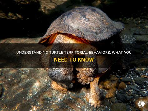 Conservation Implications of Snapping Turtle Territorial Behavior