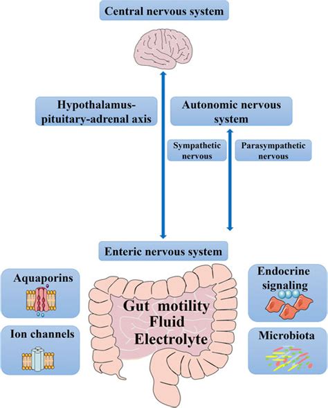 Constipation Mechanisms