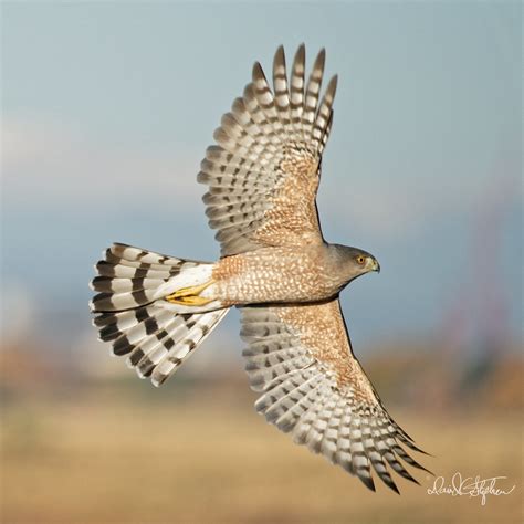 Cooper Hawk in flight