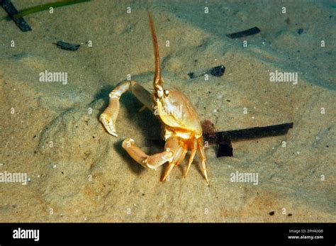 Crab Antennae Structure