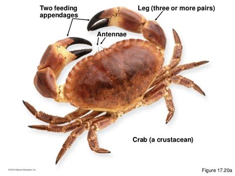 Crab Antennae Adaptations