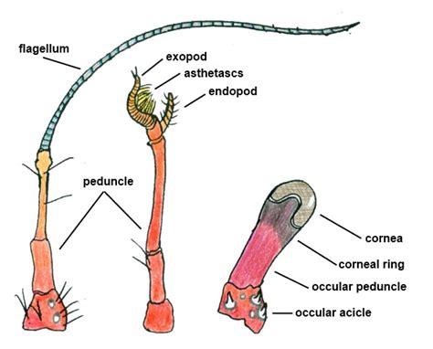 Crab Antennae Development