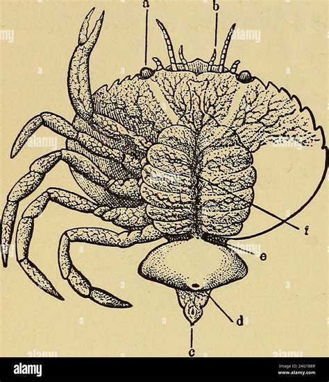 Crab Antennae Evolution