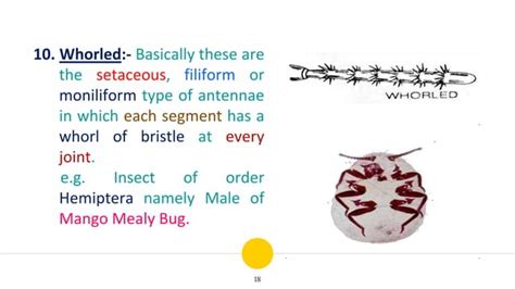 Crab Antennae Structure