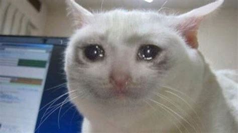 Crying Cat Meme Challenge