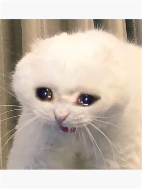 Crying Cat Meme Template