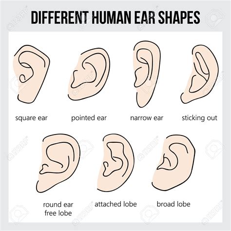 Cutting out ear shapes from black felt