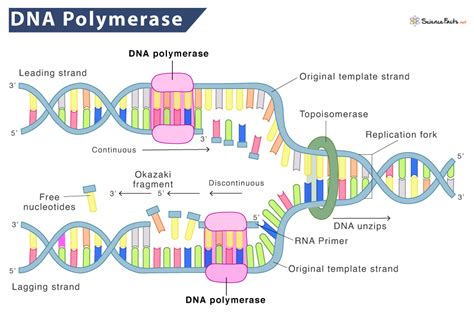 DNA polymerase