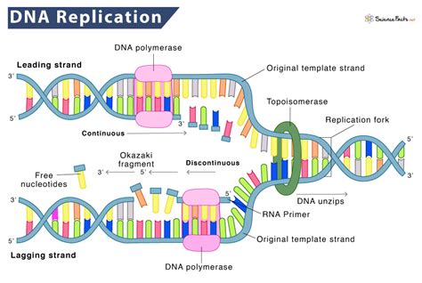 DNA replication