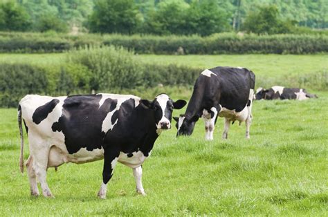 Dairy Farming Photos