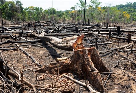 A cleared forest with trees lying on the ground