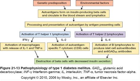 A diagram of the pathophysiology of diabetes