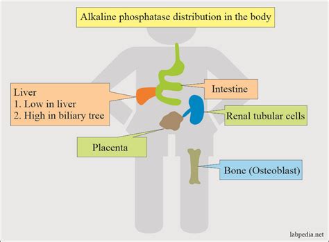 Diagnosing Elevated Alk Phos