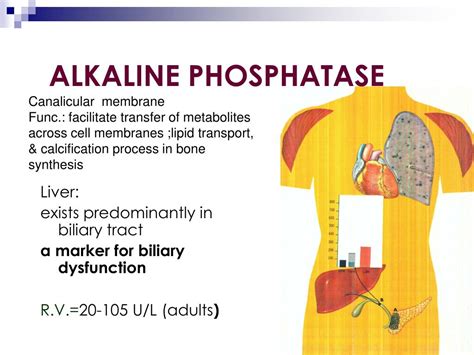 Digestive Disorders Linked To Alk Phos