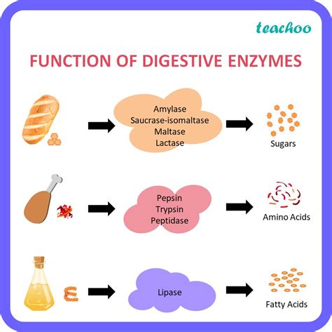 Digestive Enzymes